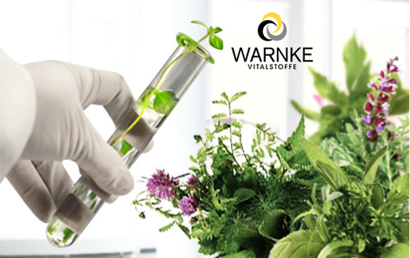 Warnke Nattokinase - Sản Phẩm Được Lựa Chọn Hàng Đầu Tại Đức Về Phòng Chống Tai Biến Mạch Máu Não